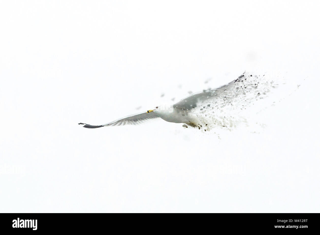 Grande bianco seagull battenti solo da solista cielo bianco Foto Stock