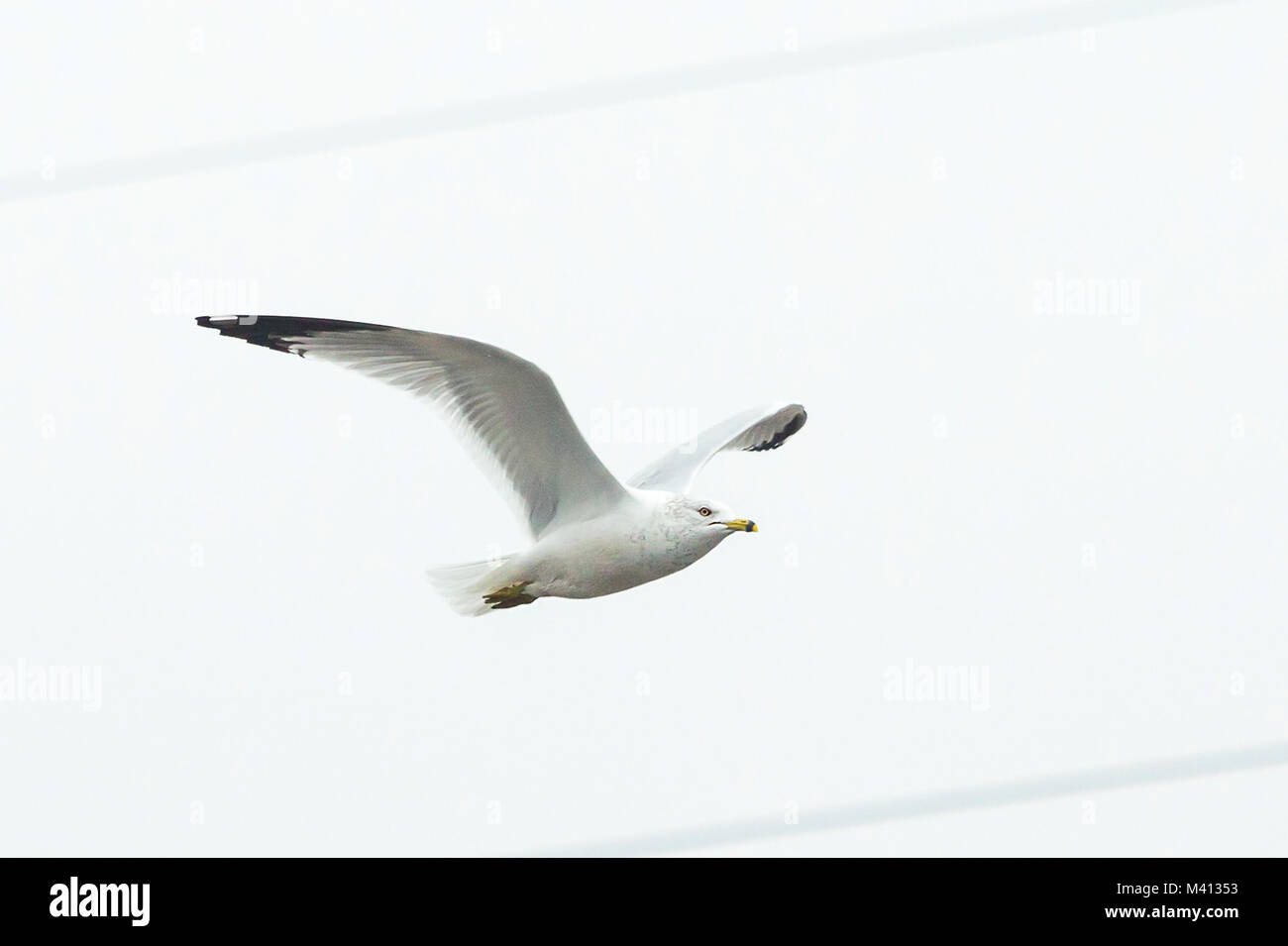 Grande bianco seagull battenti solo da solista cielo bianco Foto Stock