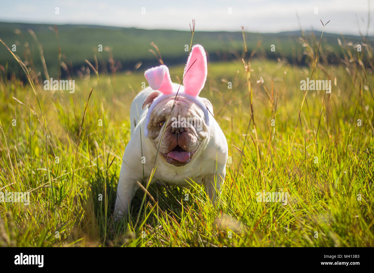 Grande concetto della Pasqua. Carino Bulldog inglese razza cane vestito come coniglietto di Pasqua in esecuzione sul prato. Foto Stock
