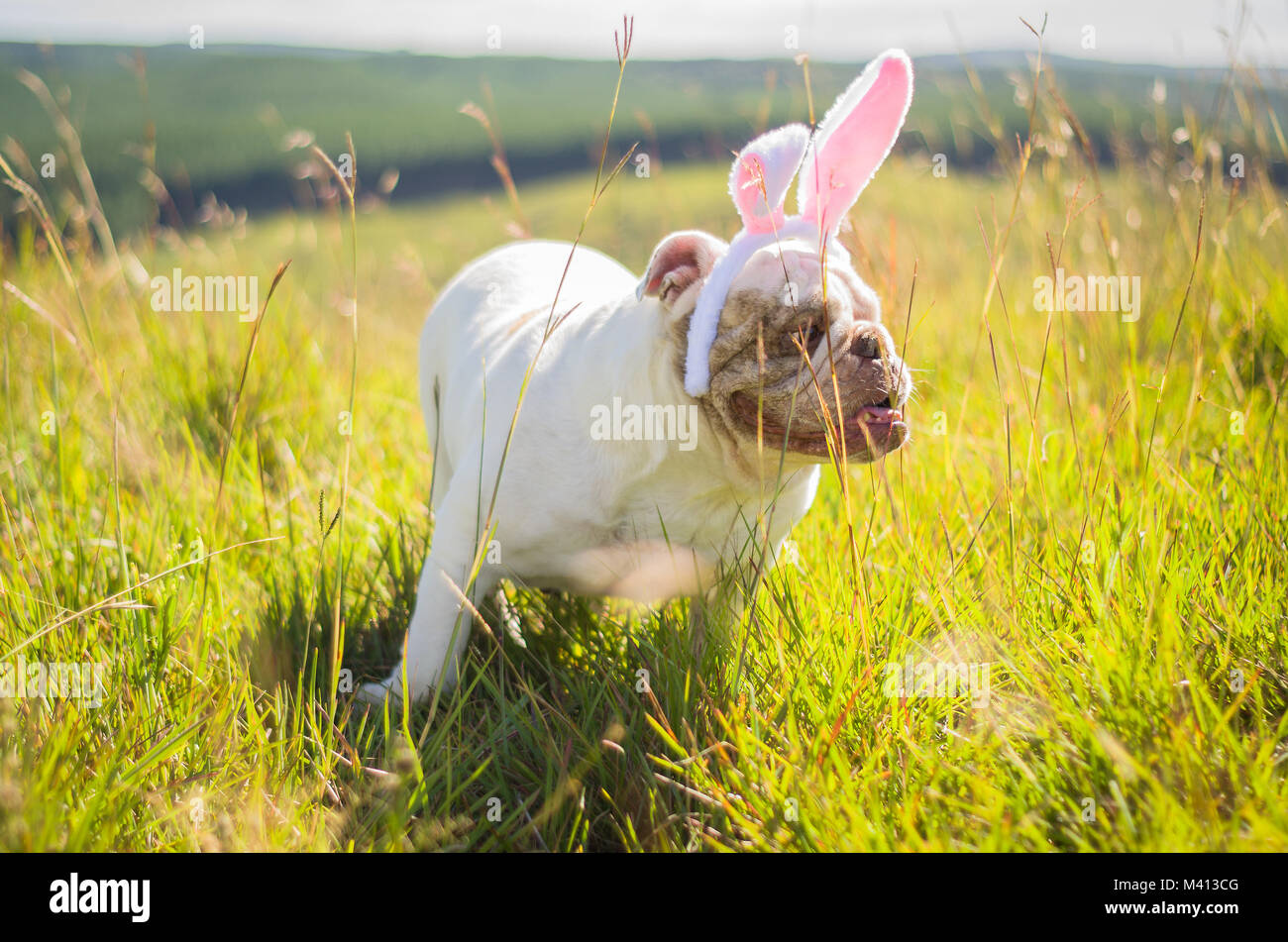 Grande concetto della Pasqua. Carino Bulldog inglese razza cane vestito come coniglietto di Pasqua in esecuzione sul prato. Foto Stock