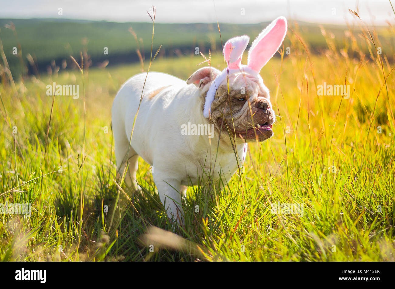 Grande concetto della Pasqua. Carino Bulldog inglese razza cane vestito come coniglietto di Pasqua in esecuzione sul prato. Foto Stock