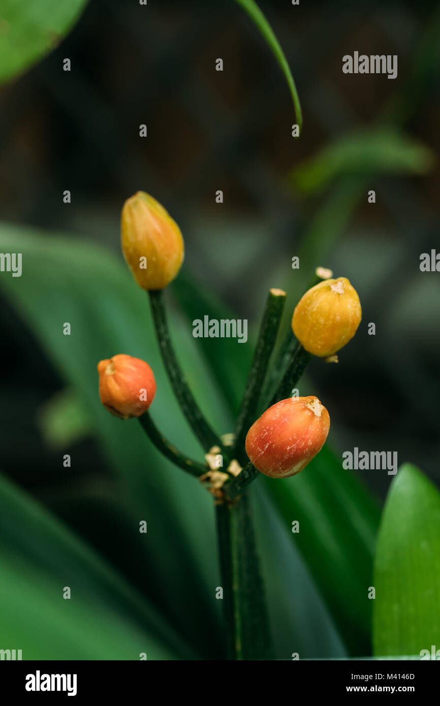 Clivia Miniata Fiore (Natal Lily, Bush Lily, Giglio Kaffir) nel Giardino Botanico. Foto Stock