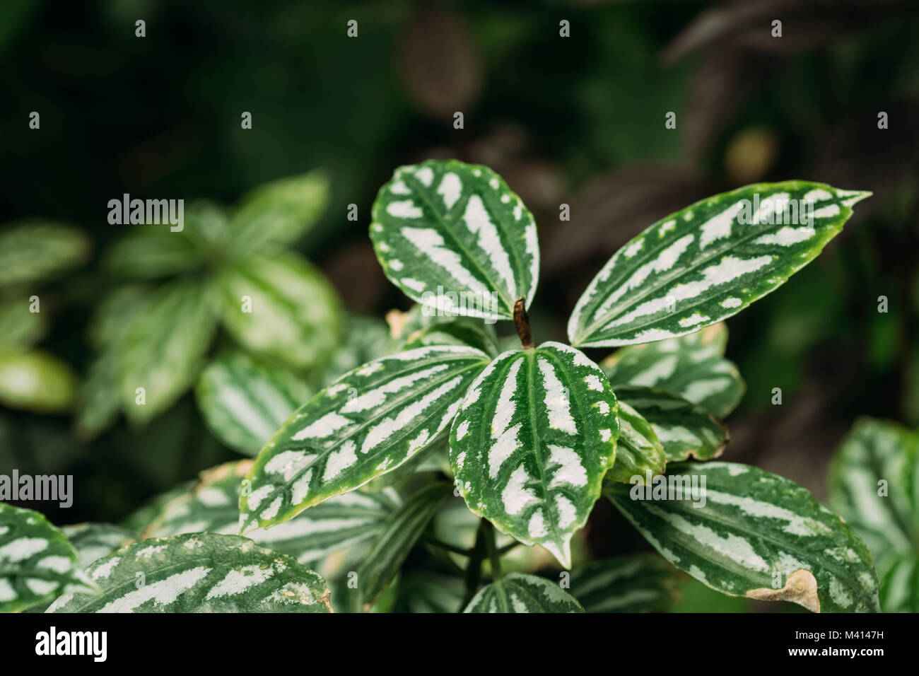 Foglie verdi di Pilea Cadierei (stabilimento di alluminio o di cocomero Pilea) nel Giardino Botanico. Foto Stock