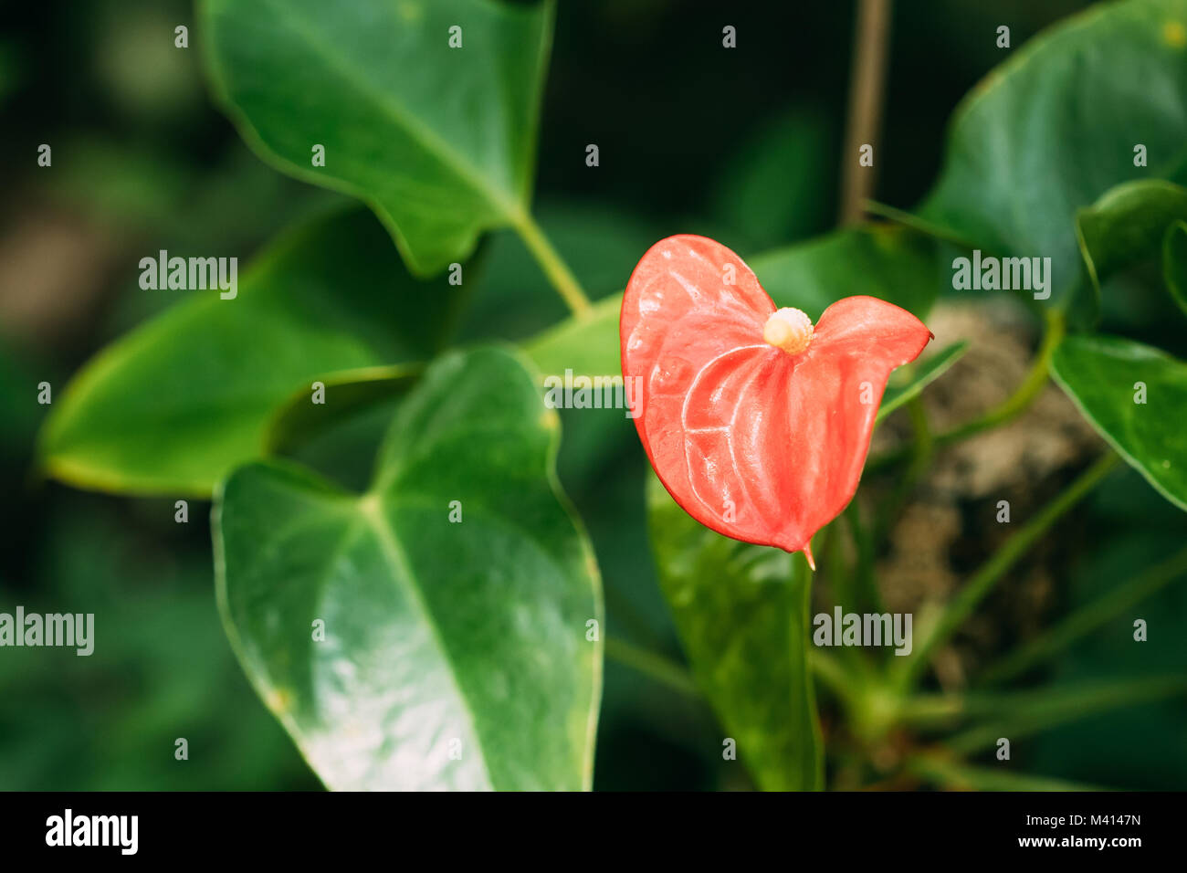 Red Anthurium Andraeanum fiore nel giardino botanico. Foto Stock