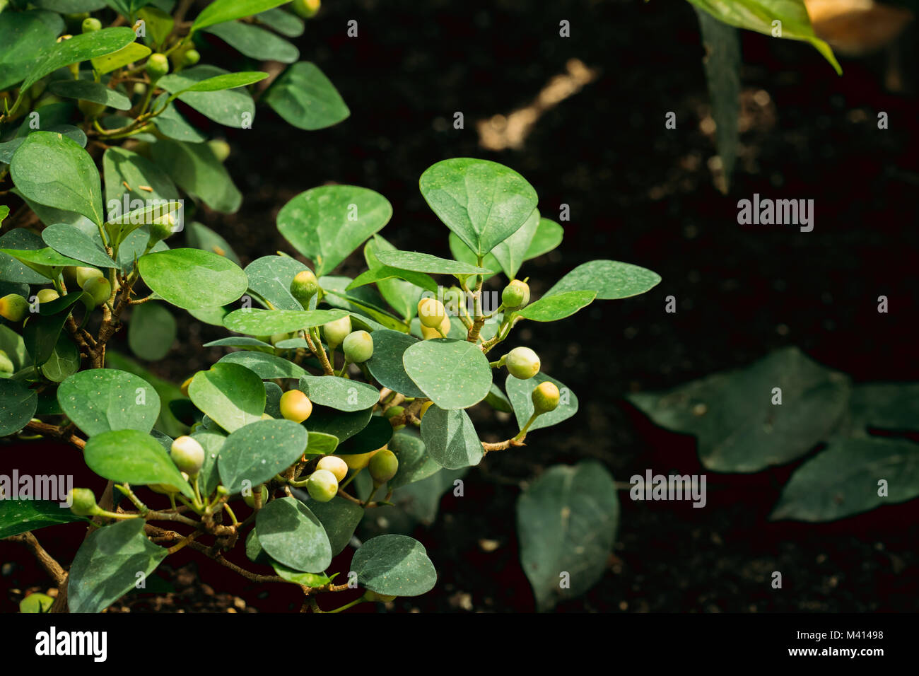 Il verde delle foglie di Ficus Deltoidea In Giardino Botanico. Foto Stock