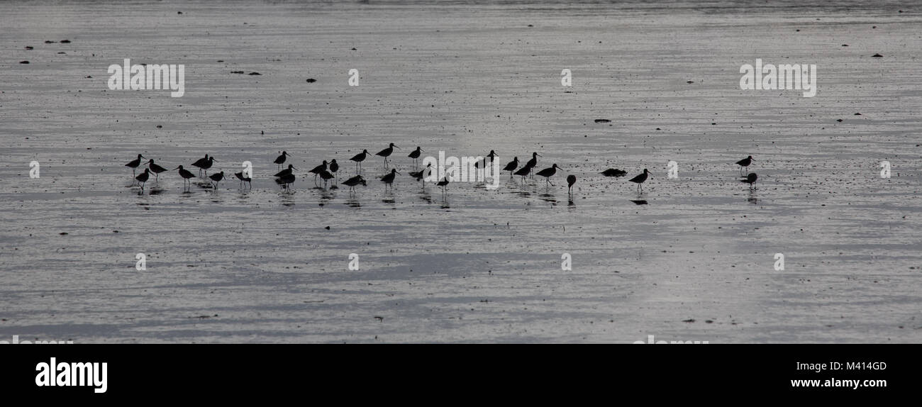 Un gregge di black-tailed godwits (Limosa limosa) sull'Exe estuario a Topsham, Devon, Regno Unito. Foto Stock