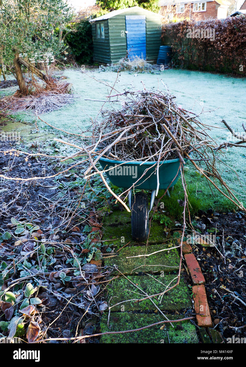 Una coperta di brina british giardino d'inverno, un percorso in primo piano con giardino letti su ciascun lato, una ruota barrow piena di giardino bastoni e dietro Foto Stock