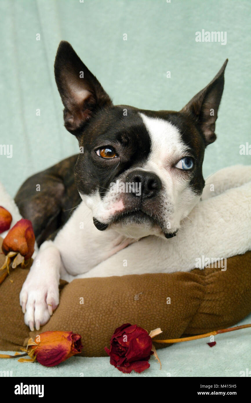 Toy-Breed cane e in bianco e nero cucciolo con rosa secca ha un blu e un occhio marrone con un tigrato pelo corto cappotto disteso tranquillamente in un letto di cane Foto Stock