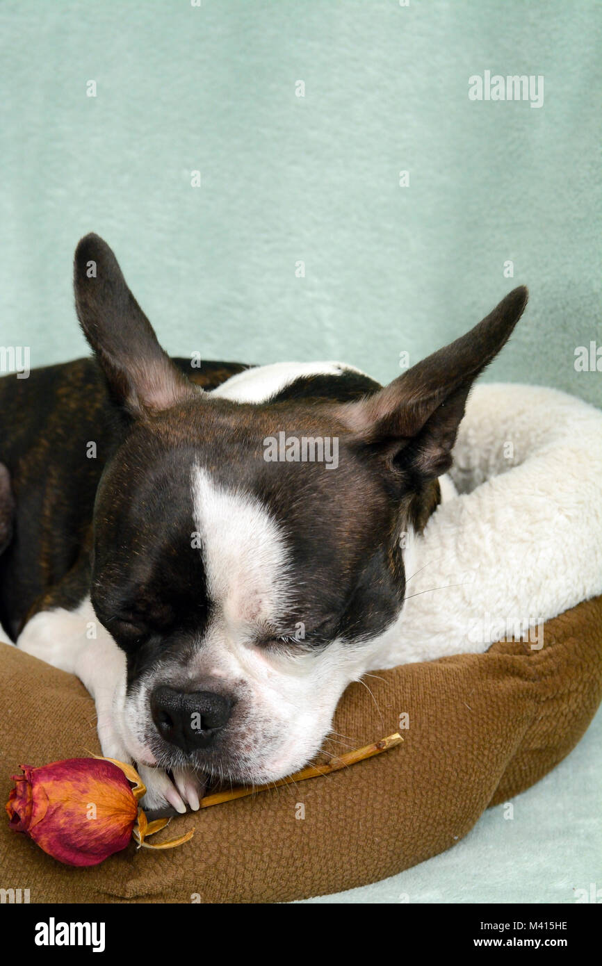 Toy-Breed cane e in bianco e nero cucciolo con rosa secca ha un blu e un occhio marrone con un tigrato pelo corto cappotto disteso tranquillamente in un letto di cane Foto Stock