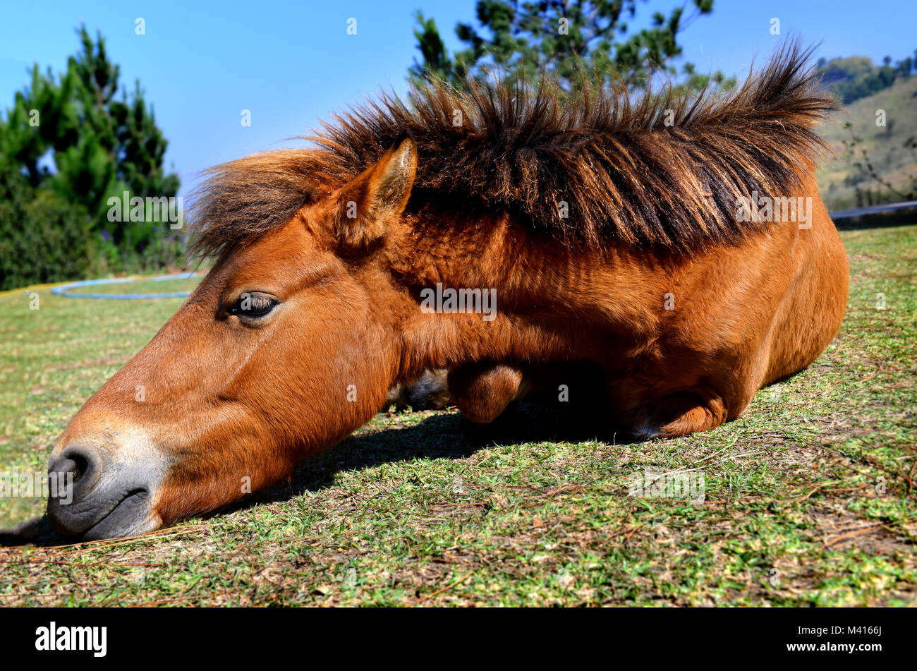 Piccolo Pony cavallo thai relax su sun shine tempo guardare come pigri e confortevoli Foto Stock