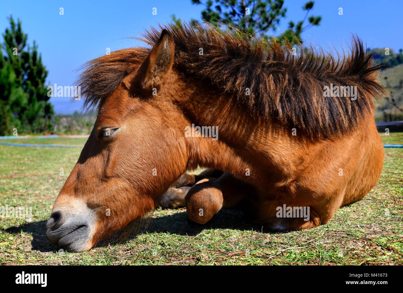 Piccolo Pony cavallo thai relax su sun shine tempo guardare come pigri e confortevoli Foto Stock