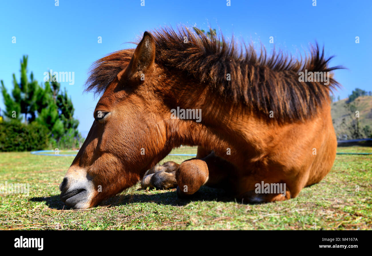 Piccolo Pony cavallo thai relax su sun shine tempo guardare come pigri e confortevoli Foto Stock