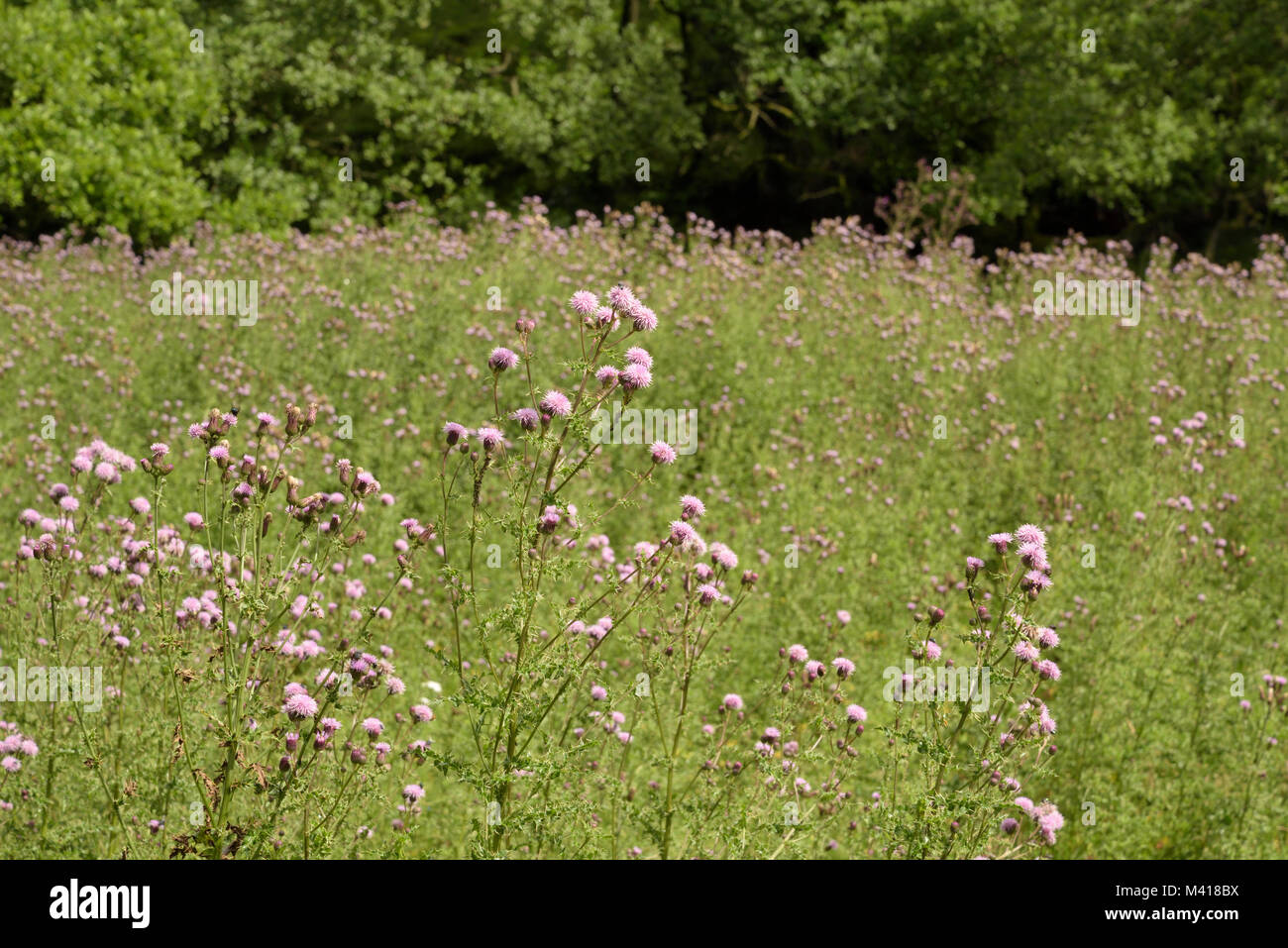 Creeping Thistle, Cirsium arvense in un campo Foto Stock