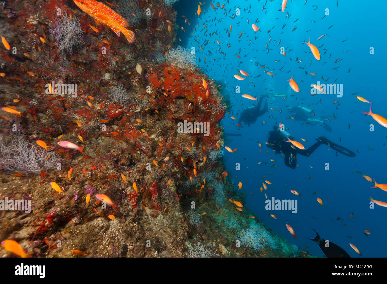 Vista posteriore dei subacquei esplorare Coral reef, attività subacquee Foto Stock