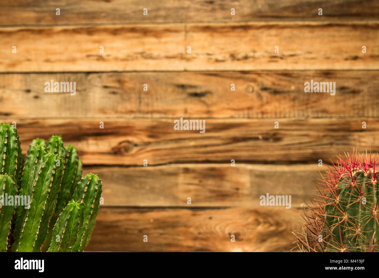 Il Cactus che compongono il telaio che può essere utile per illustrare una casa o tema botanico. La foto suggerisce una sensazione di casa per il tema. Foto Stock