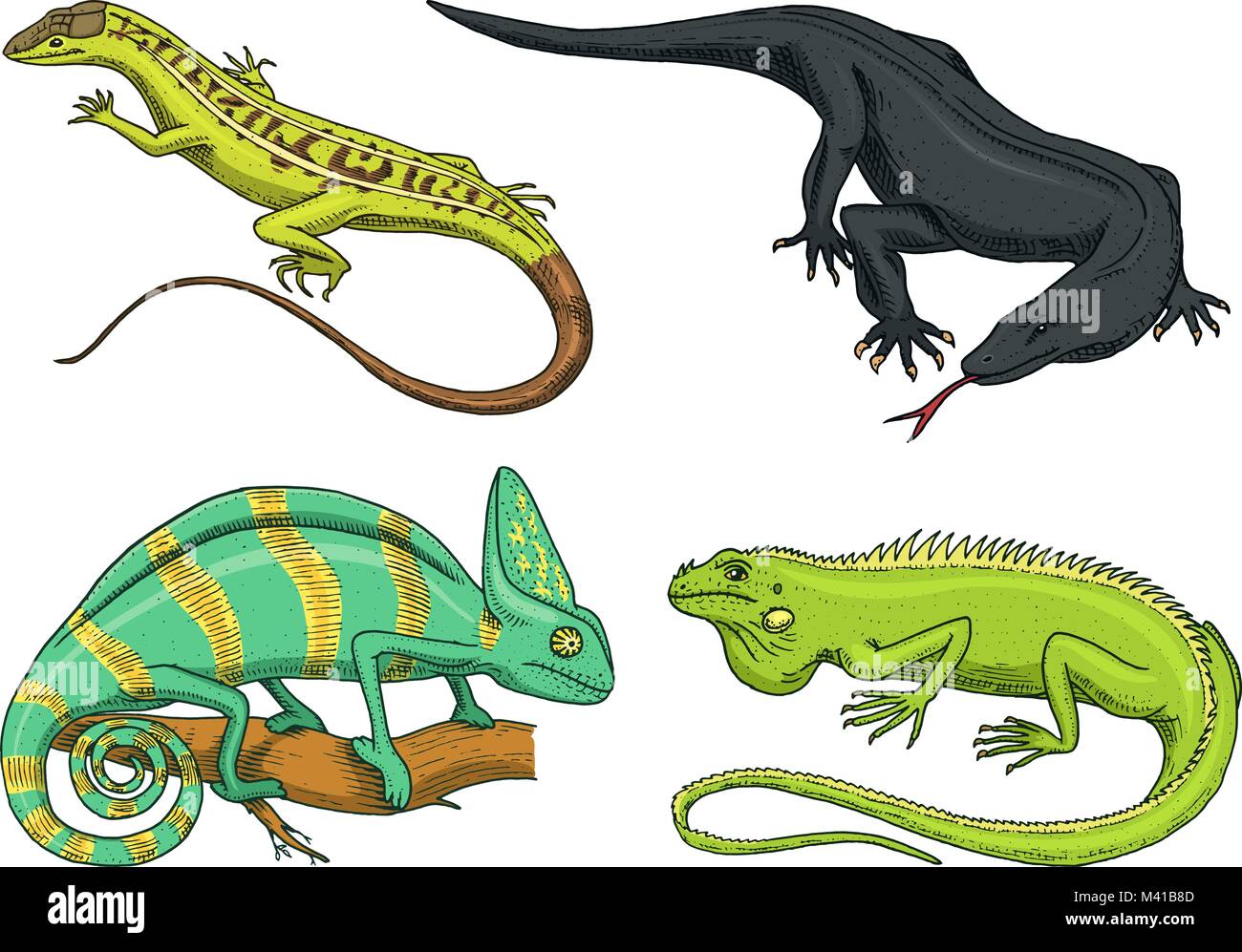 Chameleon lucertola verde americano iguana, rettili o serpenti o drago di Komodo monitor. specie di erbivori. illustrazione vettoriale per prenotare o pet store, zoo. incisi disegnati a mano nel vecchio sketch. Illustrazione Vettoriale