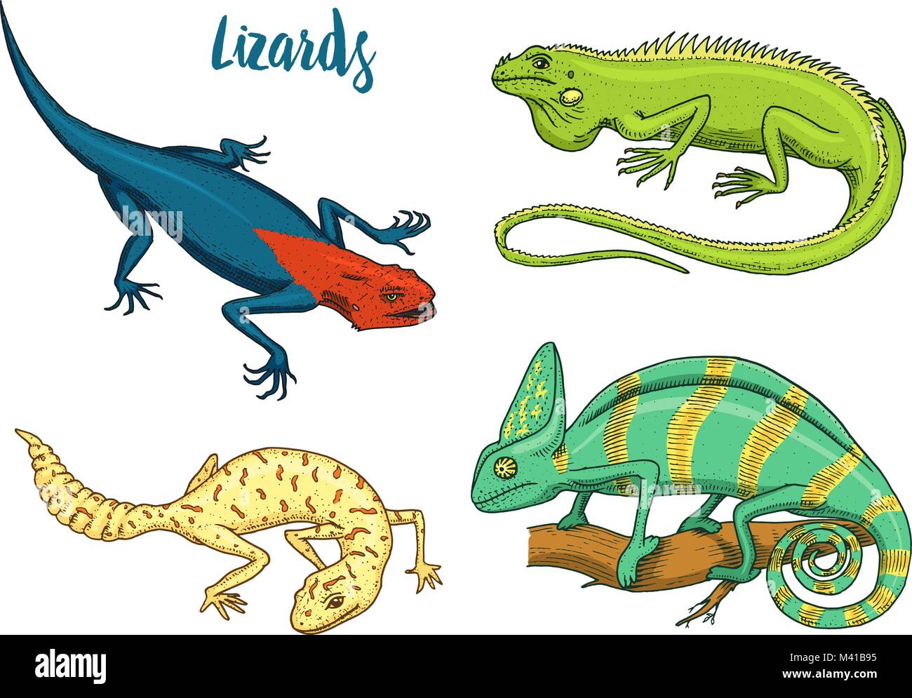 Chameleon lucertola verde americano iguana, rettili o serpenti o spotted fat-tailed gecko. specie di erbivori. illustrazione vettoriale per prenotare o pet store, zoo. incisi disegnati a mano nel vecchio sketch. Illustrazione Vettoriale