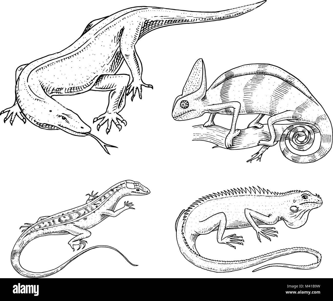 Chameleon lucertola verde americano iguana, rettili o serpenti o drago di Komodo monitor. specie di erbivori. illustrazione vettoriale per prenotare o pet store, zoo. incisi disegnati a mano nel vecchio sketch. Illustrazione Vettoriale