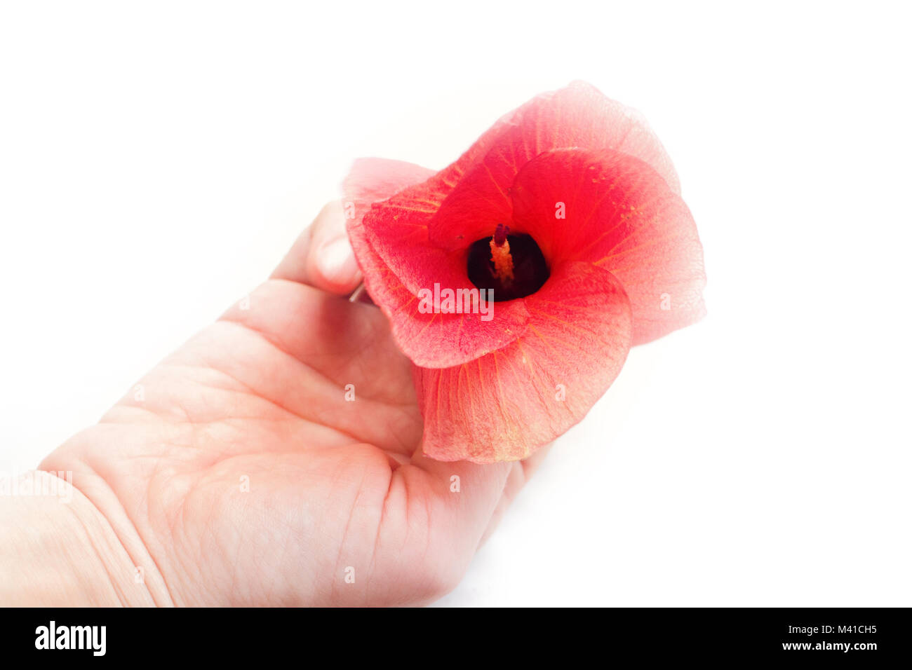 Modello di indù sulla mano femminile e il rosso dei fiori di ibisco tropicale. Verniciatura della scocca in stile indiano, il linguaggio dei fiori, simbolo dell'amore universale, appello a Foto Stock