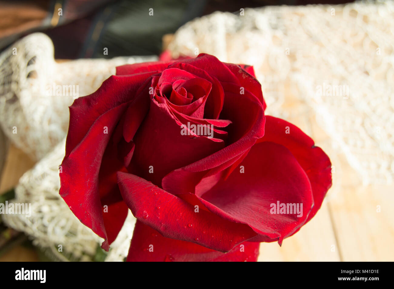 Una rosa rossa su uno sfondo di pizzo, il giorno di San Valentino sfondo, giorno di nozze Foto Stock