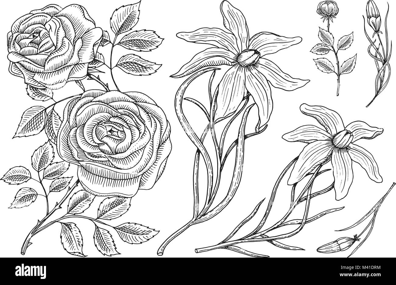 Set di fiori, rose con foglie e germogli e lily. Nozze giardino botanico o impianto. Illustrazione Vettoriale. incisi disegnati a mano in stile vittoriano vecchio sketch. Illustrazione Vettoriale