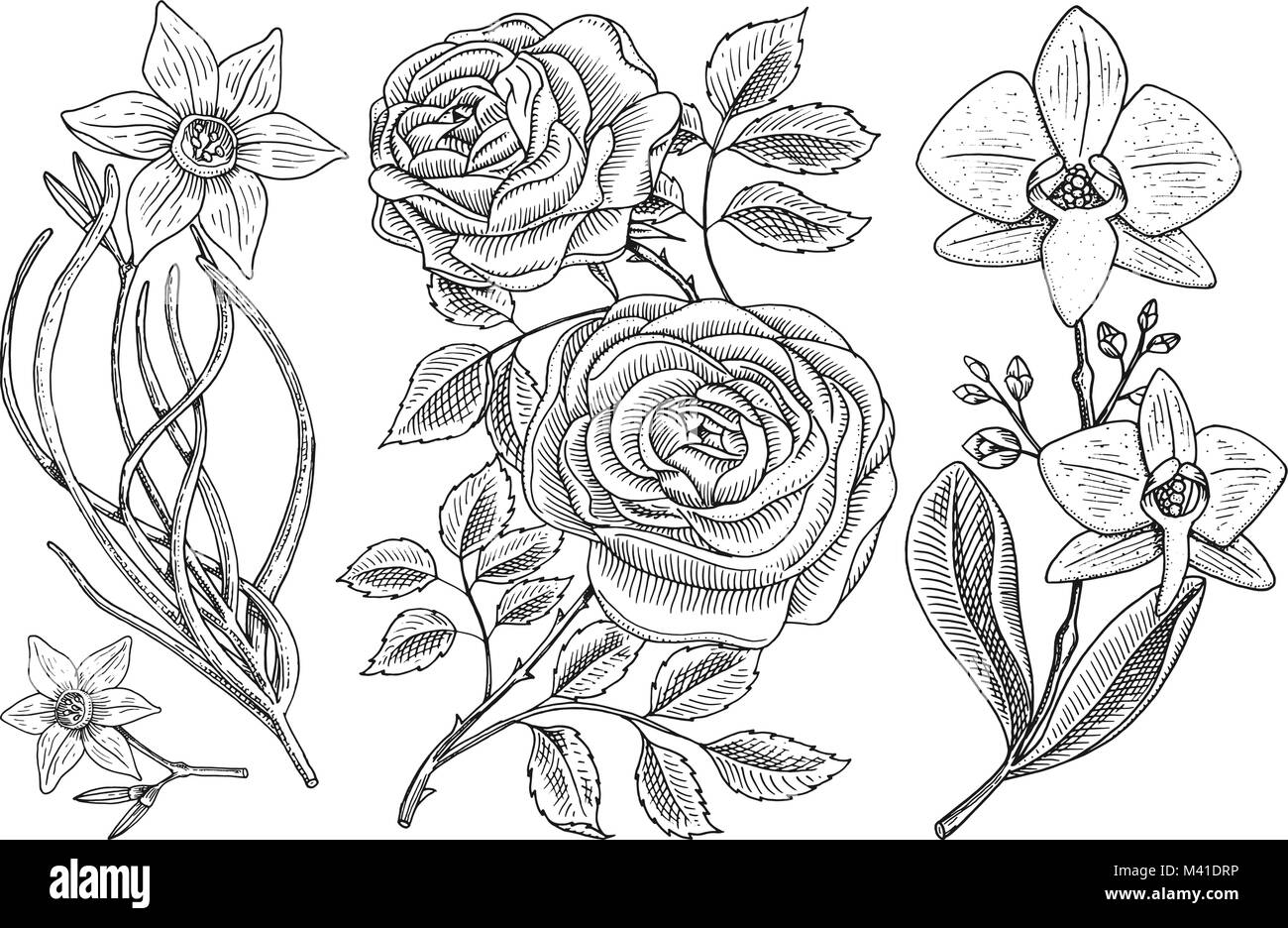 Set di fiori, rose con foglie e germogli e daffodil e orchidee. Nozze giardino botanico o impianto. Illustrazione Vettoriale. incisi disegnati a mano in stile vittoriano vecchio sketch. Illustrazione Vettoriale