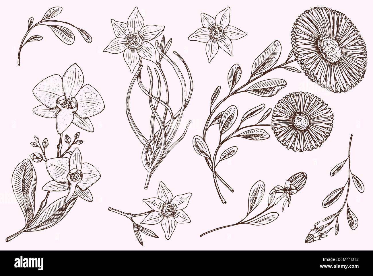 Set di fiori, erbe medicinali con camomilla foglie e germogli e lily. Nozze giardino botanico o impianto. Illustrazione Vettoriale. incisi disegnati a mano in stile vittoriano vecchio sketch. Illustrazione Vettoriale