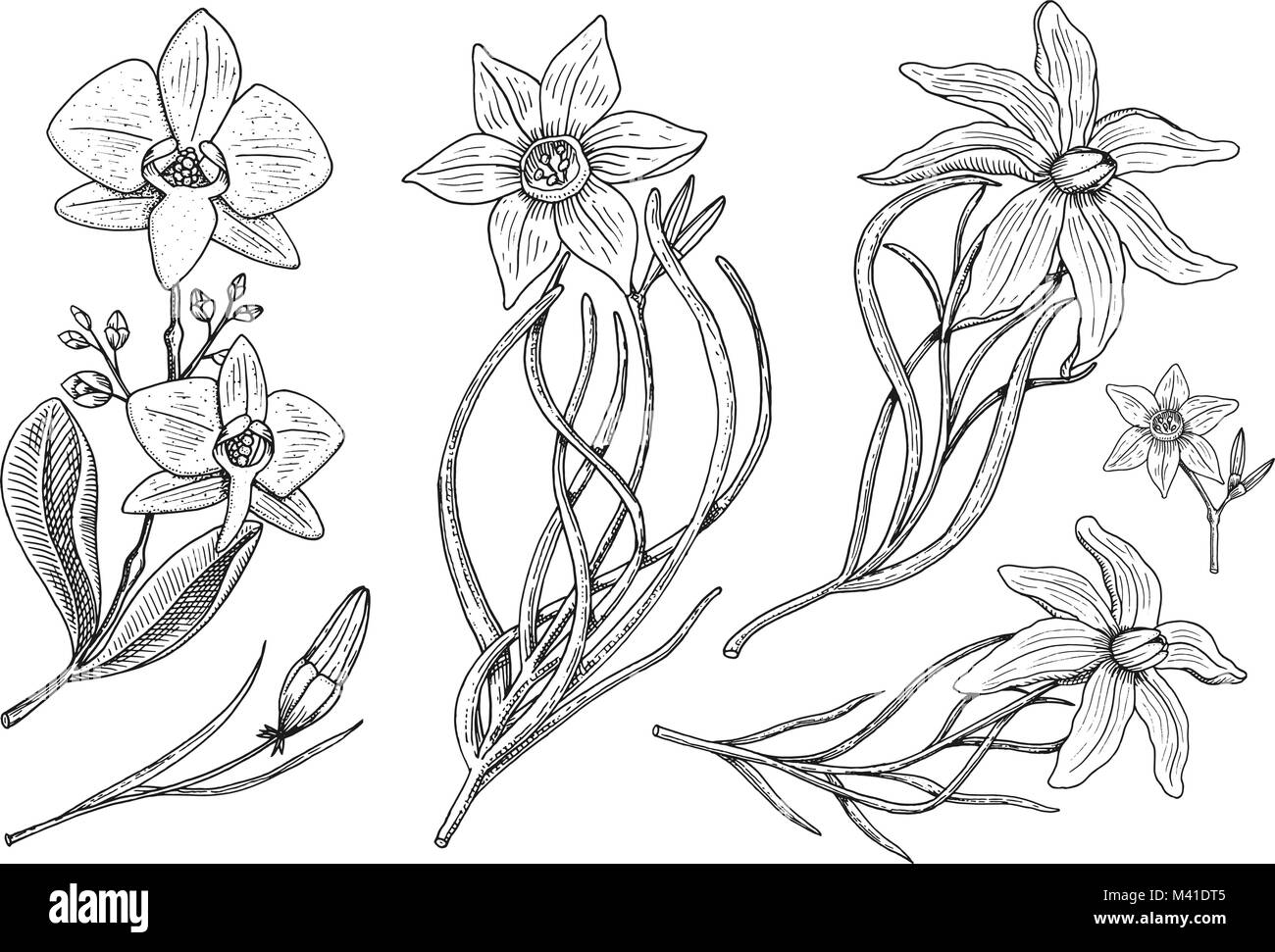 Set di fiori, daffodil e orchidee con foglie e germogli e lily. Nozze giardino botanico o impianto. Illustrazione Vettoriale. incisi disegnati a mano in stile vittoriano vecchio sketch. Illustrazione Vettoriale