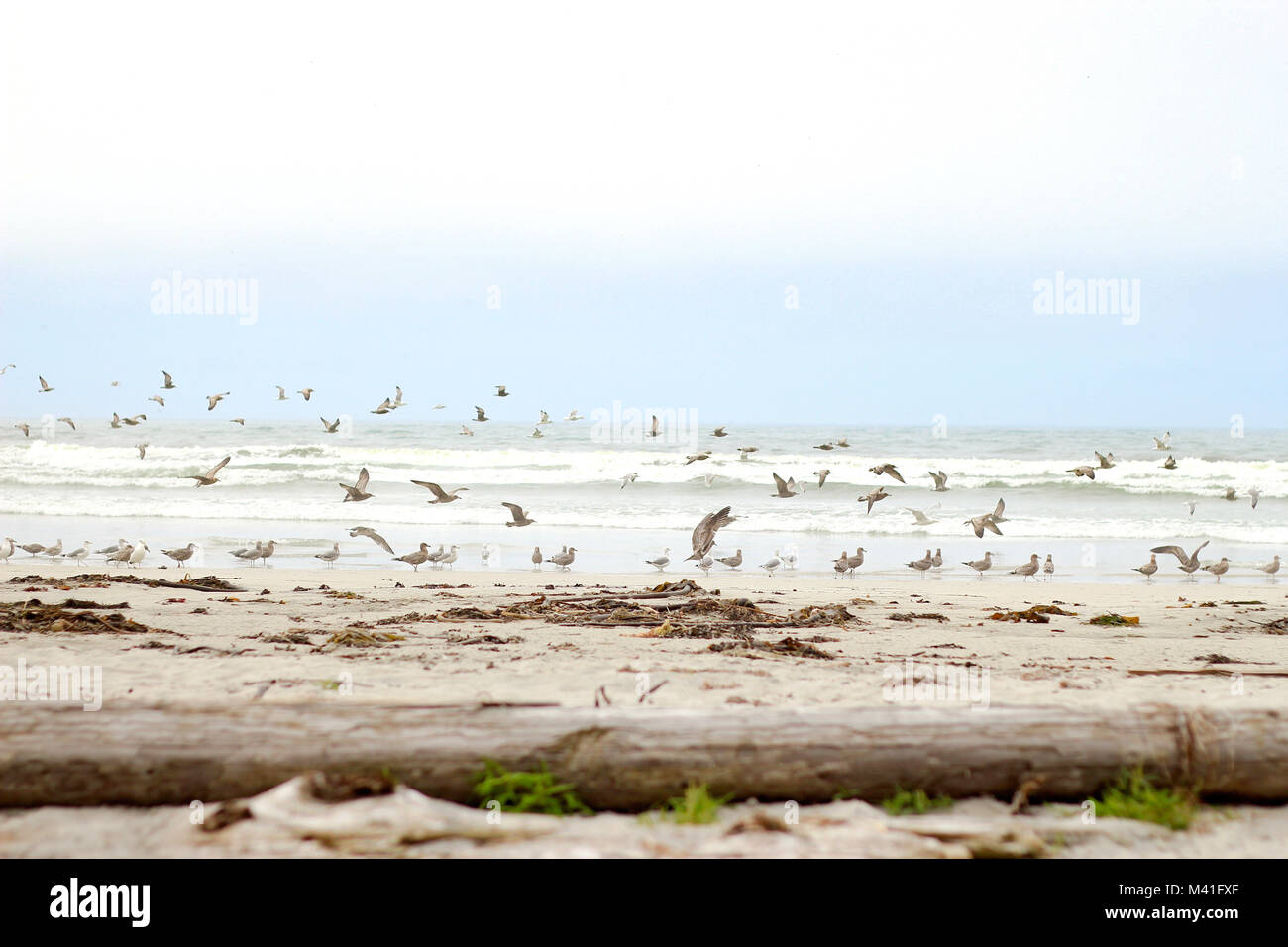 Flock of Seagulls presso una spiaggia selvaggia Foto Stock