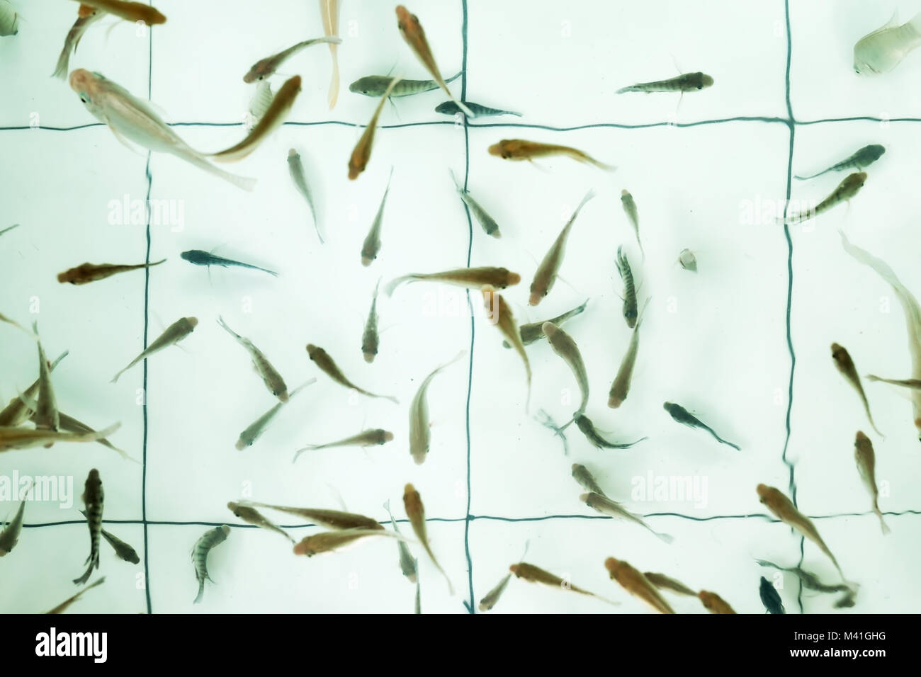 Doctor fish. Garra Rufa nuoto in poo Foto Stock