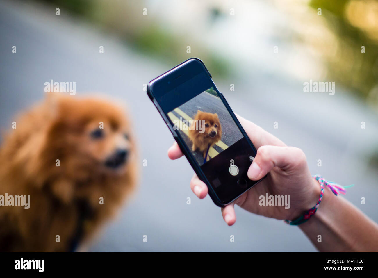 Il proprietario sta immagine del cane sullo smartphone Foto Stock