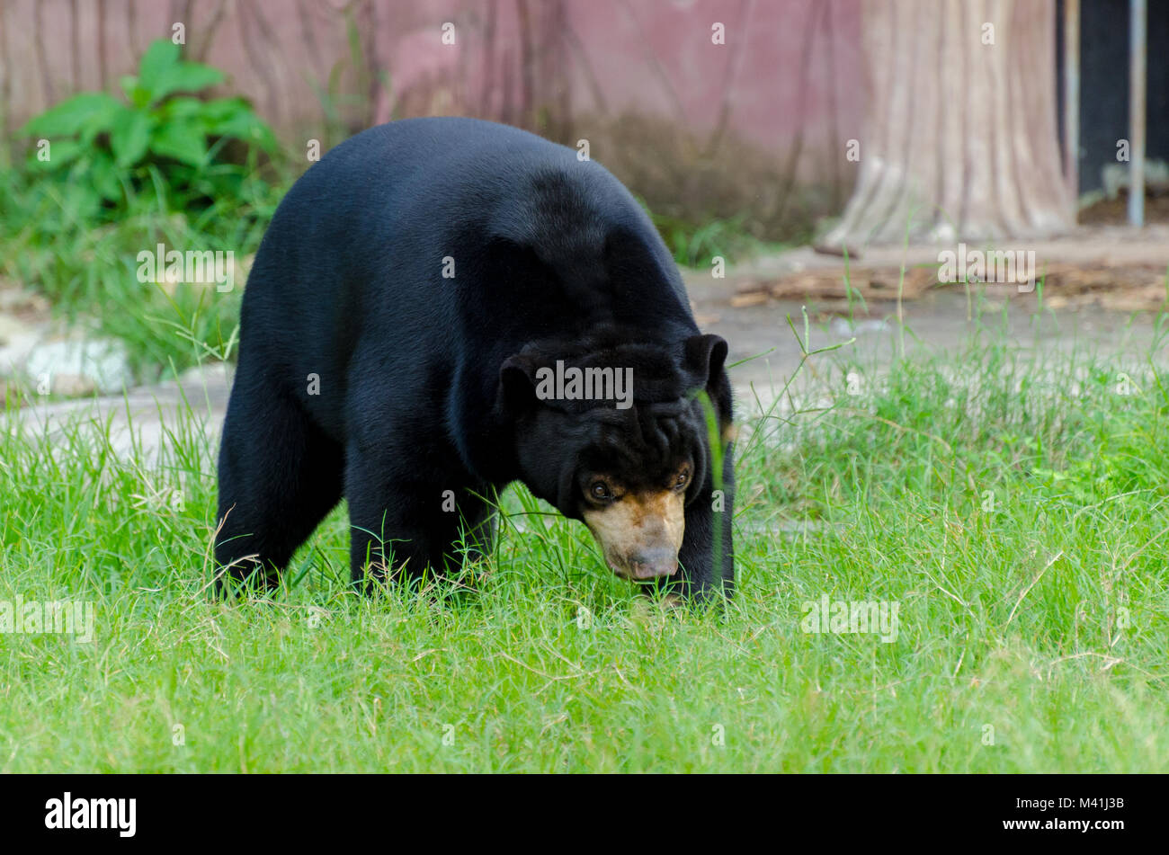Sun Bear Big Black Bear su erba verde Foto Stock