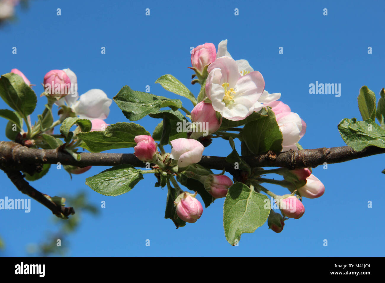 Bianco e rosa apple blossom, closeup contro un cielo blu di una giornata di sole. Foto Stock