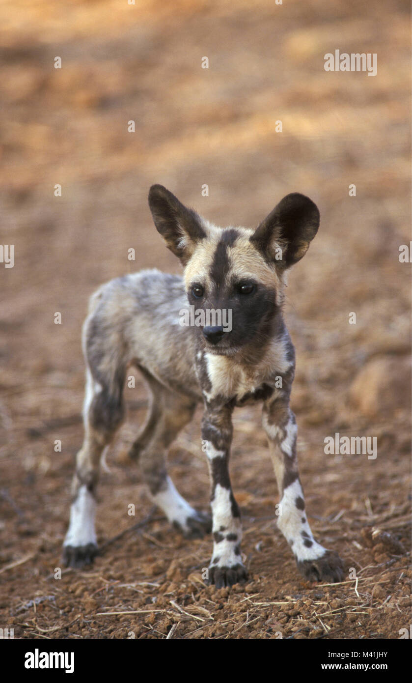 Sud Africa. Vicino a Pretoria. Parco Nazionale di Pilanesberg. Cane selvatico (Lycaon pictus). Wild Dog puppy in azienda Boma. Dipinto di cane da caccia. Foto Stock