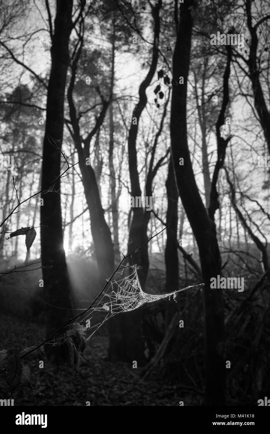 Blackdown boschi nel Dorset con una ragnatela e alberi retroilluminato. In bianco e nero. Foto Stock