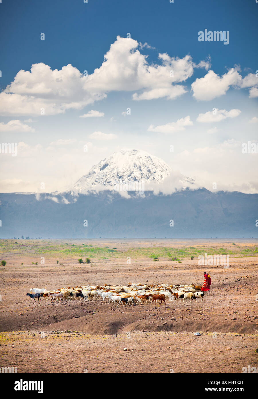 I pastori masai mandria di Savannah con una coperta di neve il Monte Kilimanjaro in background. Tanzania. L'Africa. Foto Stock