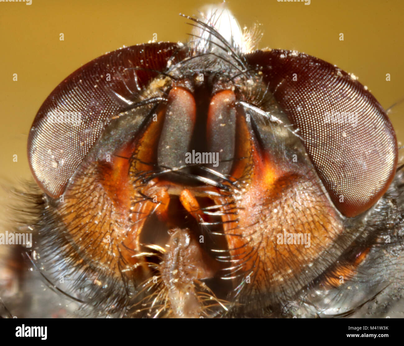 Fly-close up Foto Stock