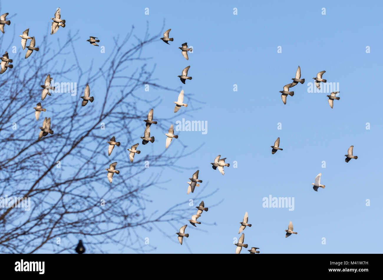 Stormo di piccioni volare insieme contro il cielo blu in Inghilterra, Regno Unito. Foto Stock