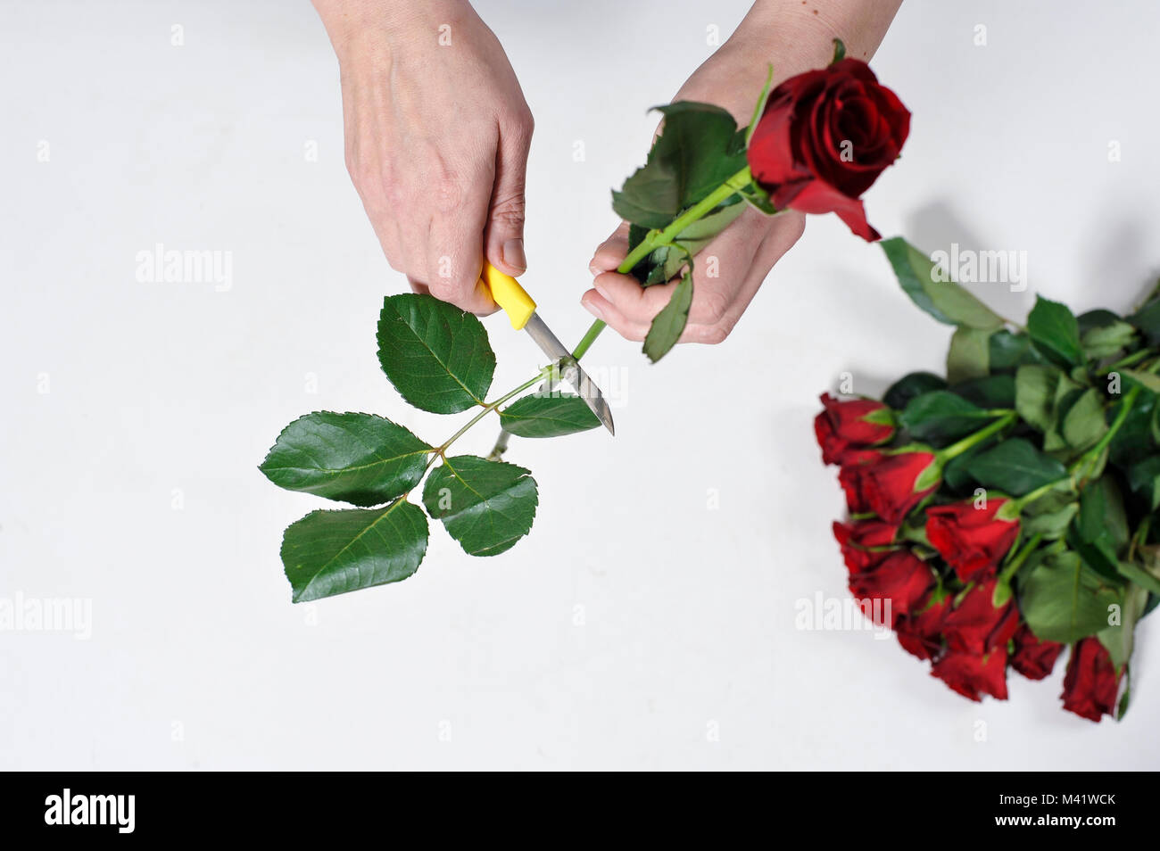 Buches di fiori essendo disposti per una occasione speciale come il giorno di San Valentino. Donna di rifilatura dei gambi dei fiori dopo disponendole. Foto Stock