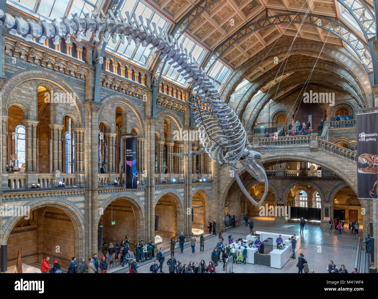 Il blu di scheletro di balena in Hintze Hall, il Museo di Storia Naturale di South Kensington, London, England, Regno Unito Foto Stock
