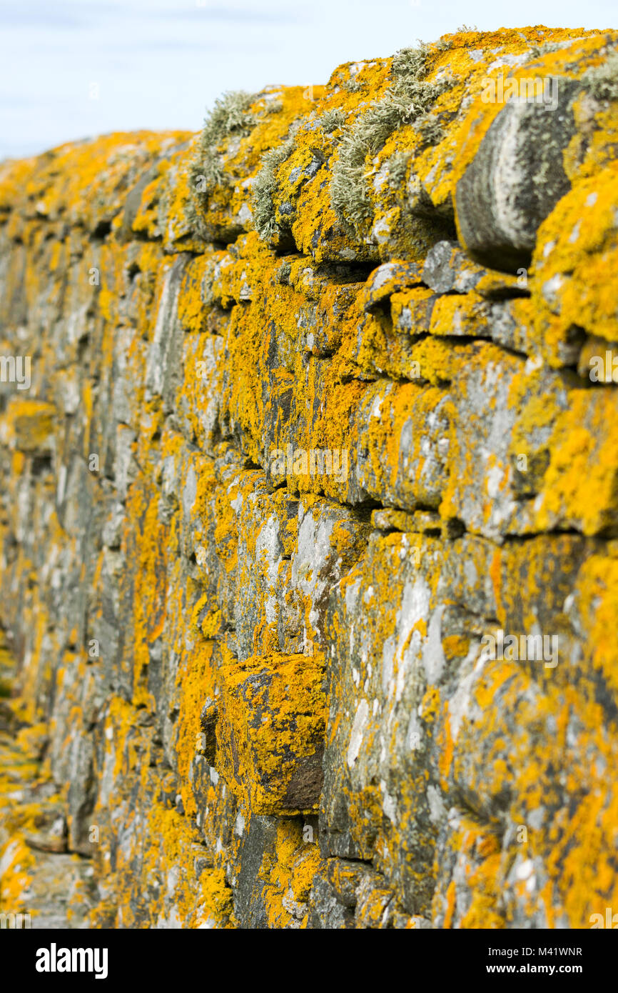 Licheni e muschi coperti dalle pareti in pietra Foto Stock
