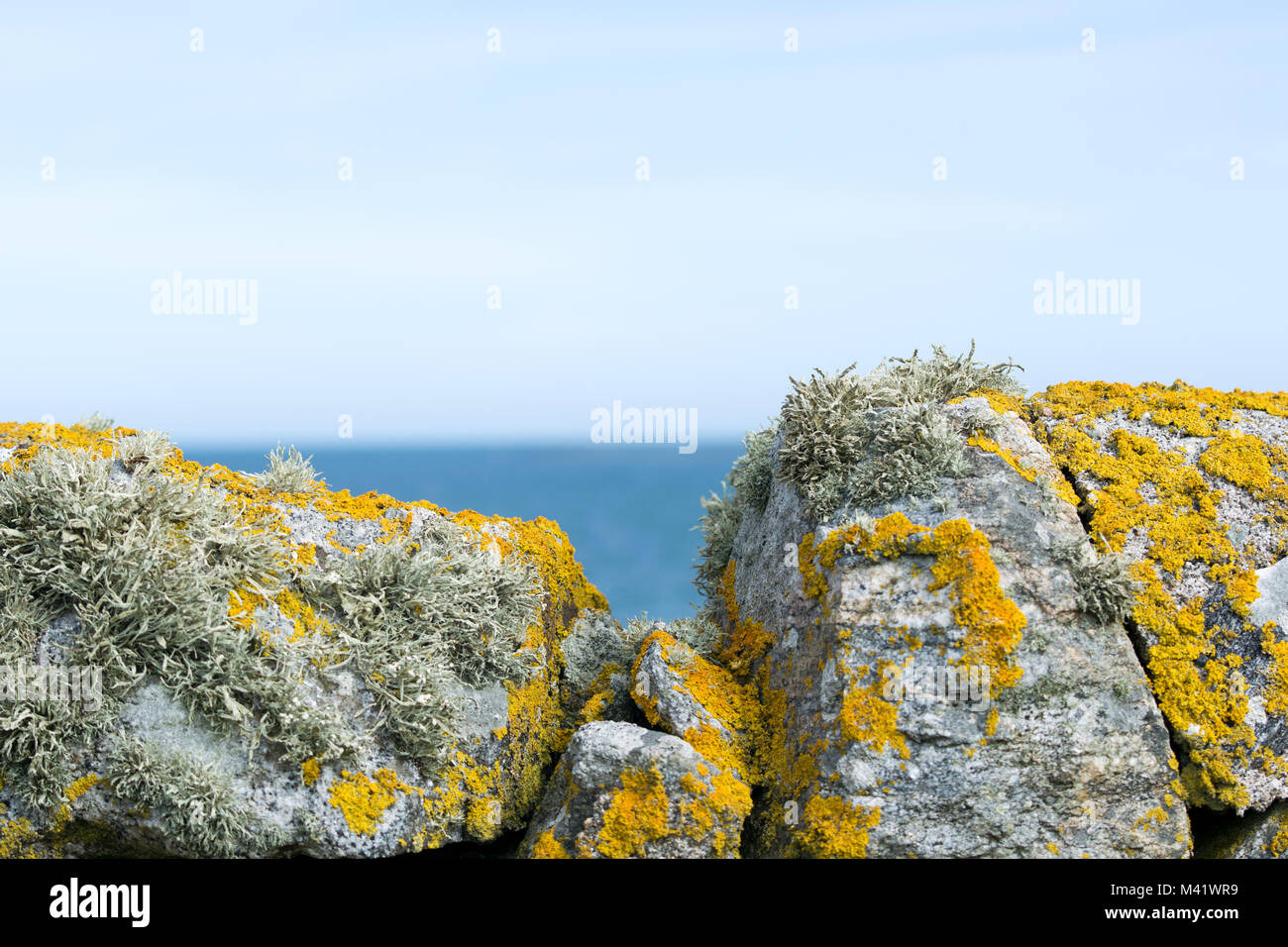 Licheni e muschi (Mare Lichene d avorio) coperto dalle pareti in pietra Foto Stock
