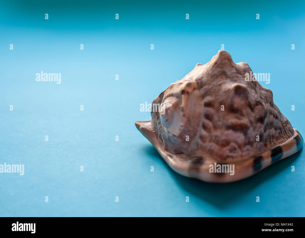 Paradiso tropicale concetto: big shell tropicale su un sfondo turchese. lo spazio negativo. Foto Stock