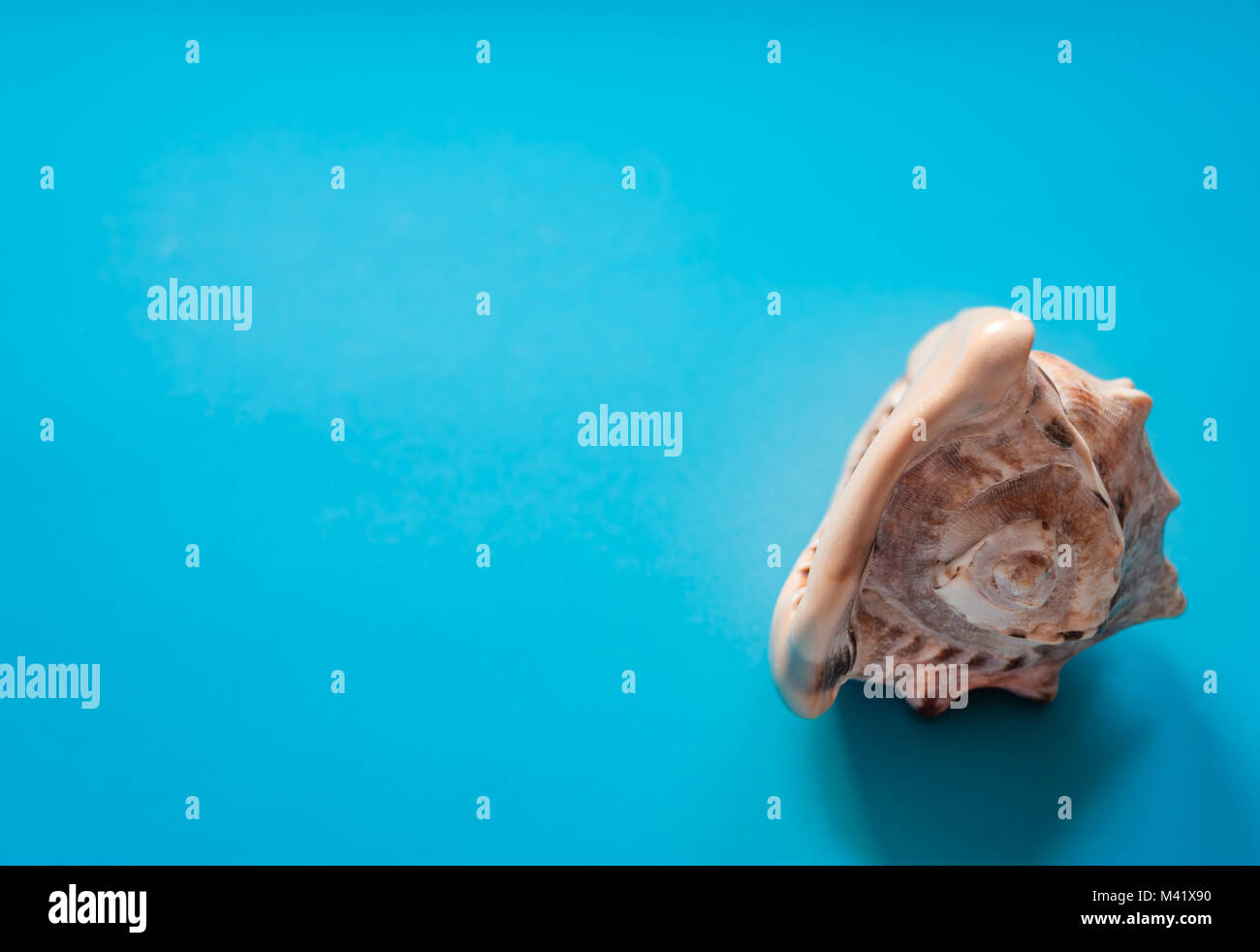 Paradiso tropicale concetto: big shell tropicale su un sfondo turchese. lo spazio negativo. Foto Stock