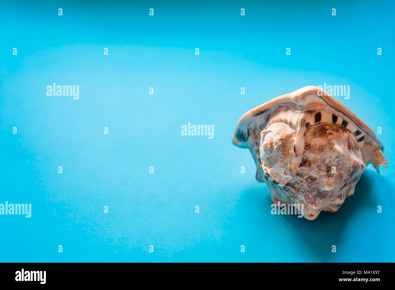 Paradiso tropicale concetto: big shell tropicale su un sfondo turchese. lo spazio negativo. Foto Stock