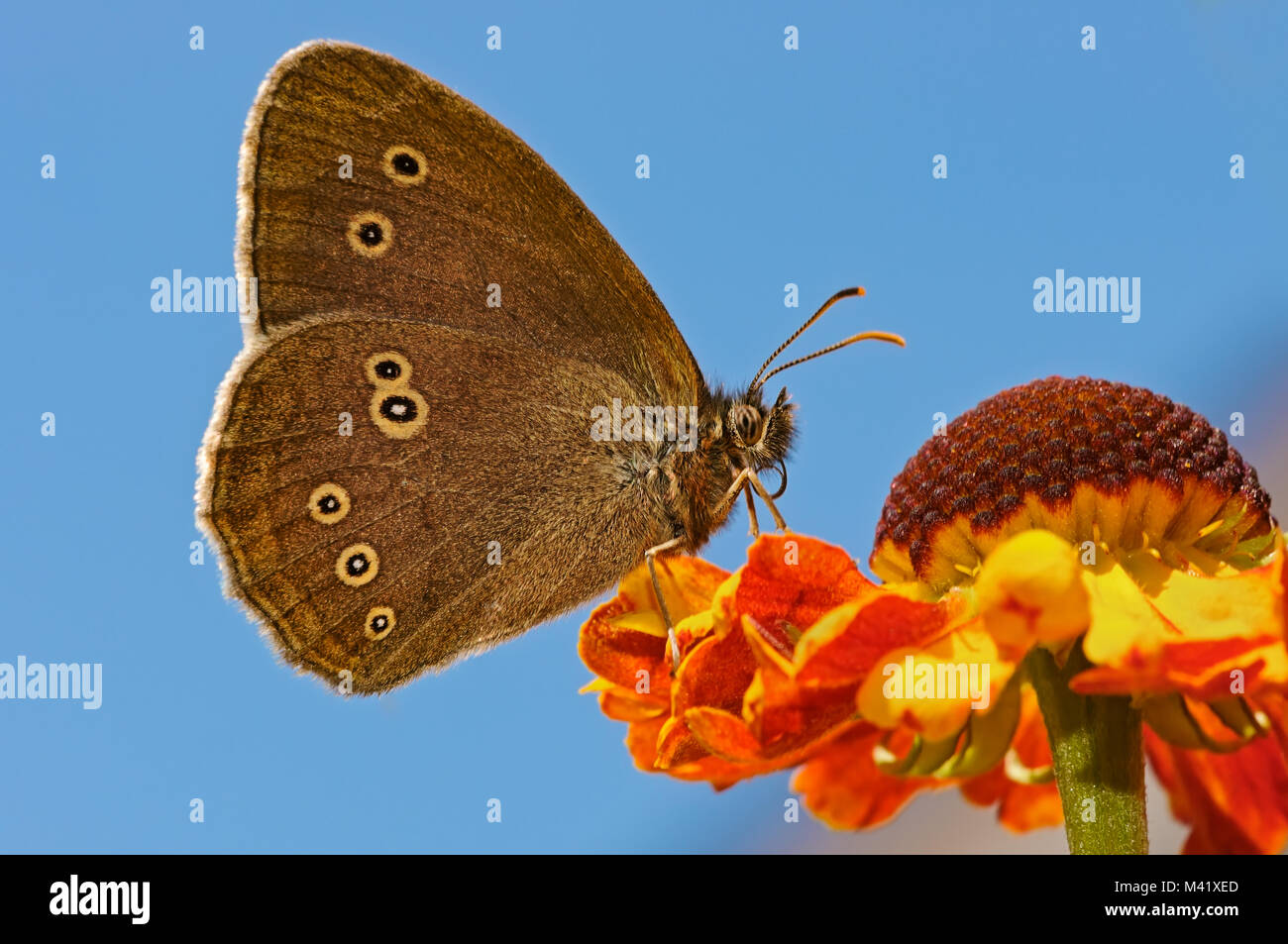 Un anello butterfly, Aphantopus hyperantus, di alimentazione su un colore arancio Helenium fiore nella parte anteriore del cielo blu, Renania, Germania Foto Stock