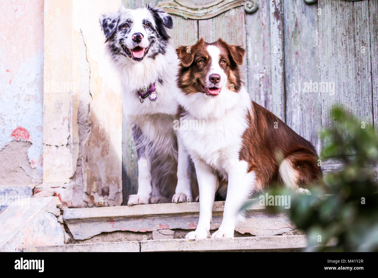 Due simpatici pastori australiani sono seduti sulle scale antiche. Essi sono obbedienti, ma felici di essere insieme. Sembrano sorridere. Foto Stock