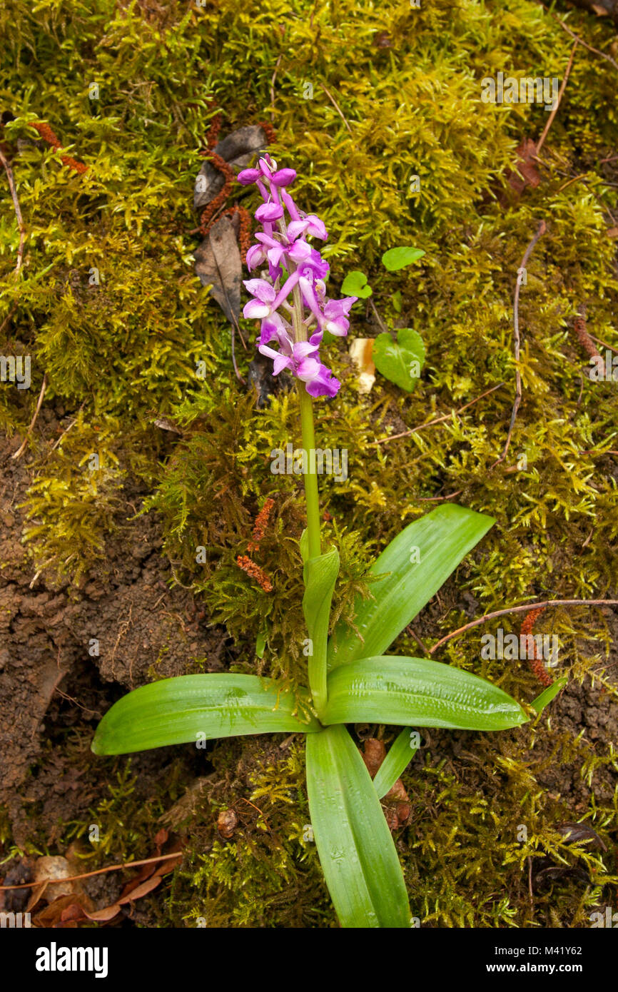 Orchidea selvatica nel Kent boschiva a sud-est dell' Inghilterra, europa Foto Stock