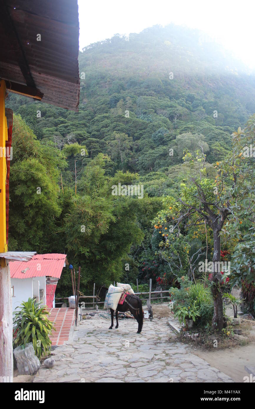 Azienda di caffè in Minca Colombia Foto Stock