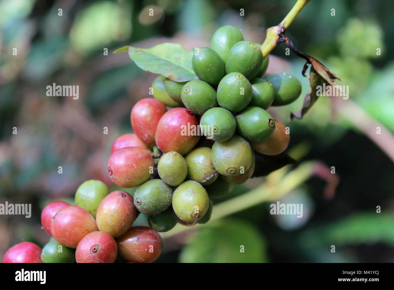 Colombiana per la pianta del caffè Foto Stock